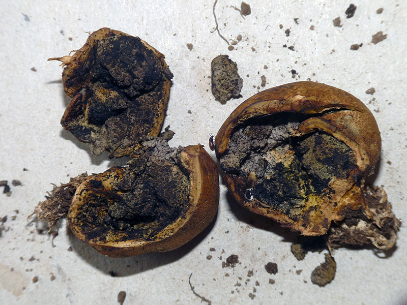 Dentro un fungo del genere Scleroderma:  Cryptophagus lycoperdi (Cryptophagidae)